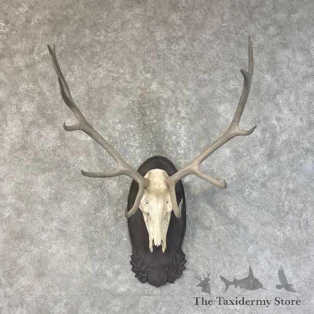Rocky Mountain Elk Plaque Mount For Sale #25203 @ The Taxidermy Store