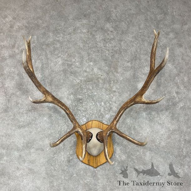 Rocky Mountain Elk Plaque Mount For Sale #25484 @ The Taxidermy Store