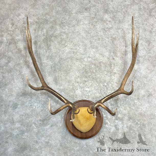 Rocky Mountain Elk Plaque Mount For Sale #27287 @ The Taxidermy Store
