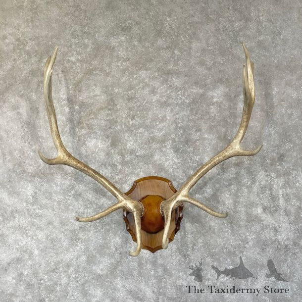 Rocky Mountain Elk Plaque Mount For Sale #28309 @ The Taxidermy Store