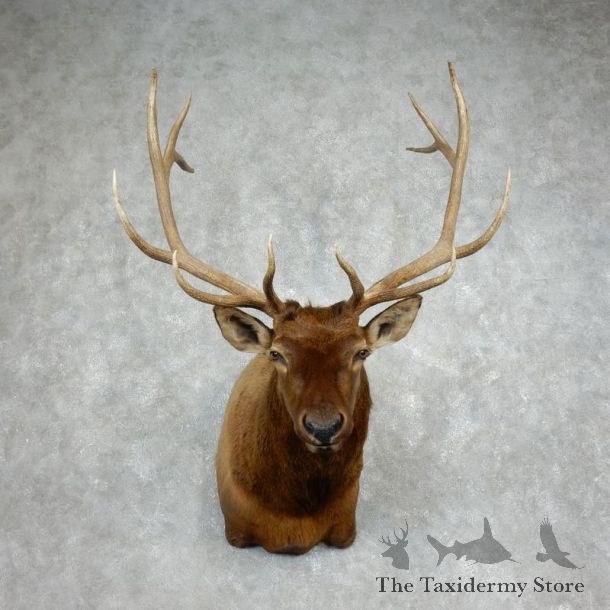 Rocky Mountain Elk Shoulder Mount For Sale #17985 @ The Taxidermy Store