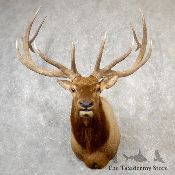 Rocky Mountain Elk Shoulder Mount For Sale #19164 @ The Taxidermy Store