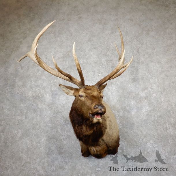 Rocky Mountain Elk Shoulder Mount For Sale #19451 @ The Taxidermy Store