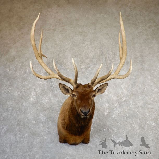Rocky Mountain Elk Shoulder Mount For Sale #19850 @ The Taxidermy Store