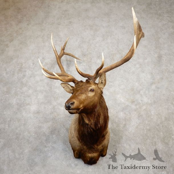 Rocky Mountain Elk Shoulder Mount For Sale #19934 @ The Taxidermy Store