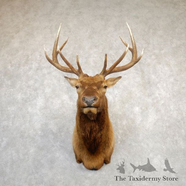 Rocky Mountain Elk Shoulder Mount For Sale #20287 @ The Taxidermy Store