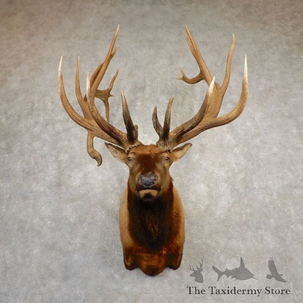 Rocky Mountain Elk Shoulder Mount For Sale #20375 @ The Taxidermy Store