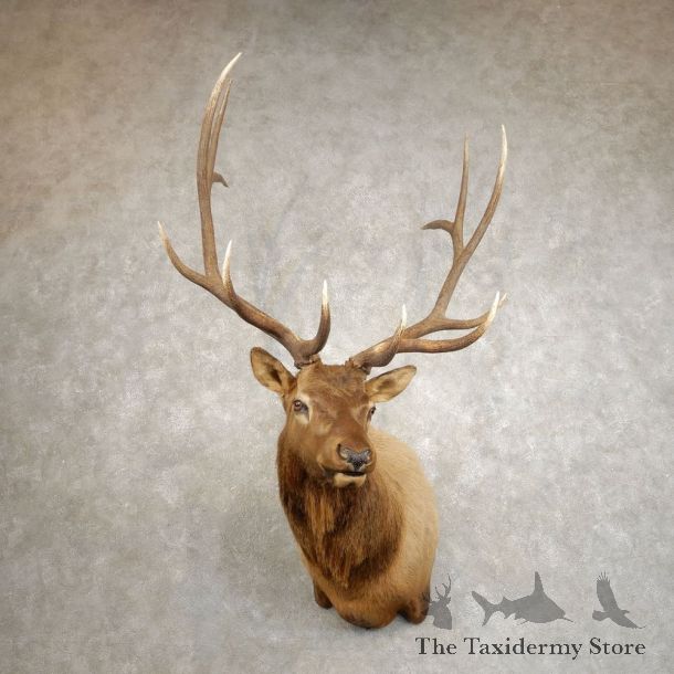 Rocky Mountain Elk Shoulder Mount For Sale #20508 @ The Taxidermy Store