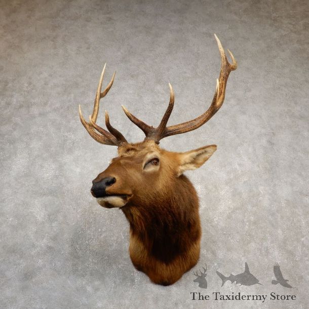 Rocky Mountain Elk Shoulder Mount For Sale #20532 @ The Taxidermy Store