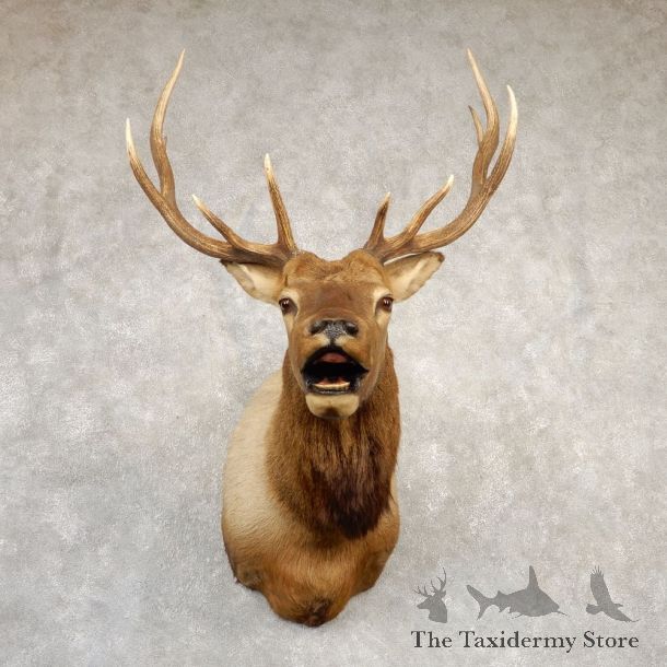Rocky Mountain Elk Shoulder Mount For Sale #20690 @ The Taxidermy Store