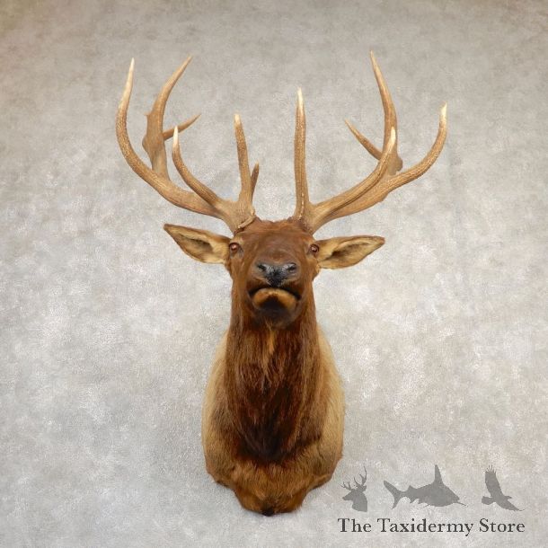 Rocky Mountain Elk Shoulder Mount For Sale #20691 @ The Taxidermy Store