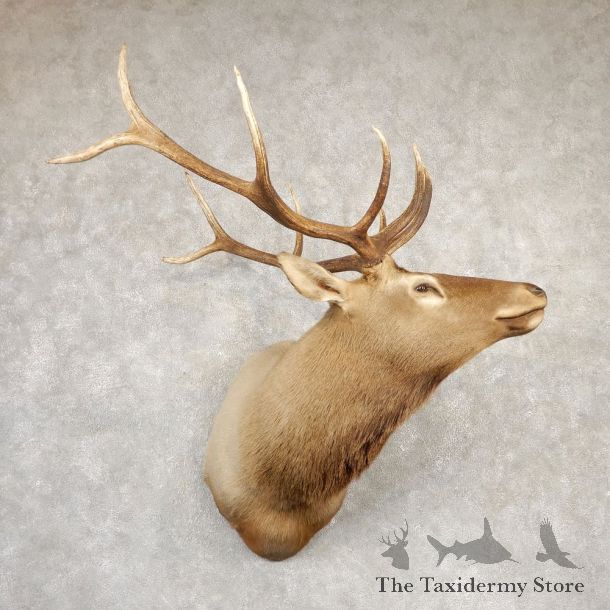 Rocky Mountain Elk Shoulder Mount For Sale #20692 @ The Taxidermy Store