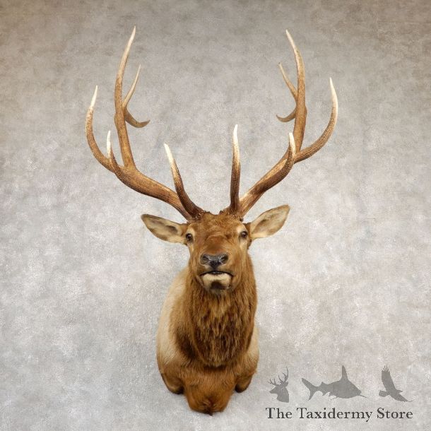 Rocky Mountain Elk Shoulder Mount For Sale #20693 @ The Taxidermy Store