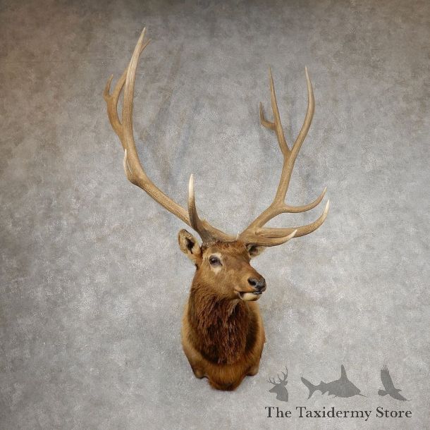 Rocky Mountain Elk Shoulder Mount For Sale #21087 @ The Taxidermy Store