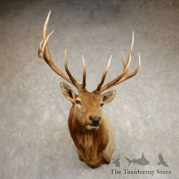 Rocky Mountain Elk Shoulder Mount For Sale #21579 @ The Taxidermy Store