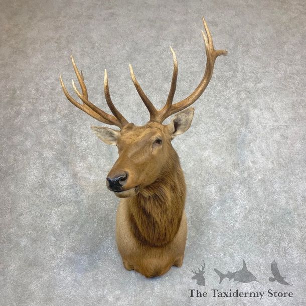 Rocky Mountain Elk Shoulder Mount For Sale #21929 @ The Taxidermy Store