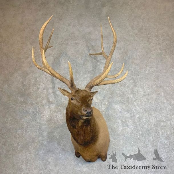 Rocky Mountain Elk Shoulder Mount For Sale #21931 @ The Taxidermy Store