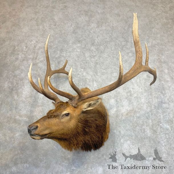Rocky Mountain Elk Shoulder Mount For Sale #21949 @ The Taxidermy Store