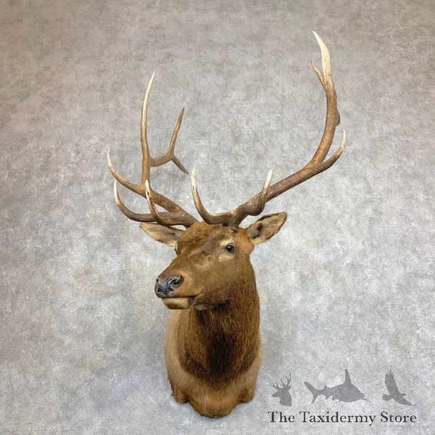Rocky Mountain Elk Shoulder Mount For Sale #21950 @ The Taxidermy Store