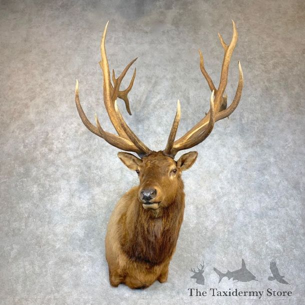 Rocky Mountain Elk Shoulder Mount For Sale #22127 @ The Taxidermy Store