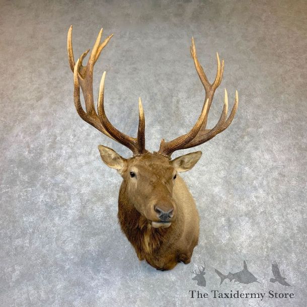 Rocky Mountain Elk Shoulder Mount For Sale #23146 @ The Taxidermy Store