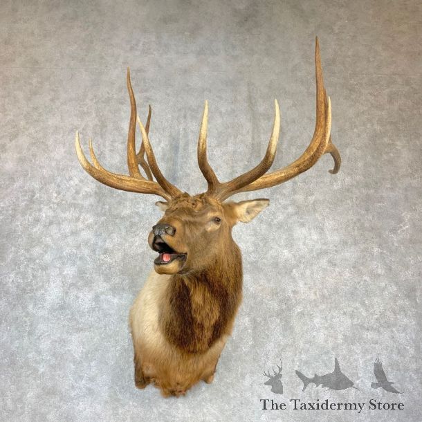 Rocky Mountain Elk Shoulder Mount For Sale #23147 @ The Taxidermy Store