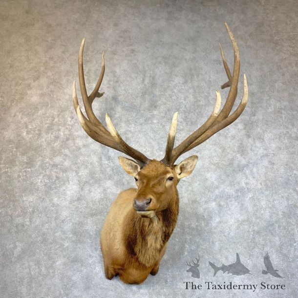 Rocky Mountain Elk Shoulder Mount For Sale #23536 @ The Taxidermy Store