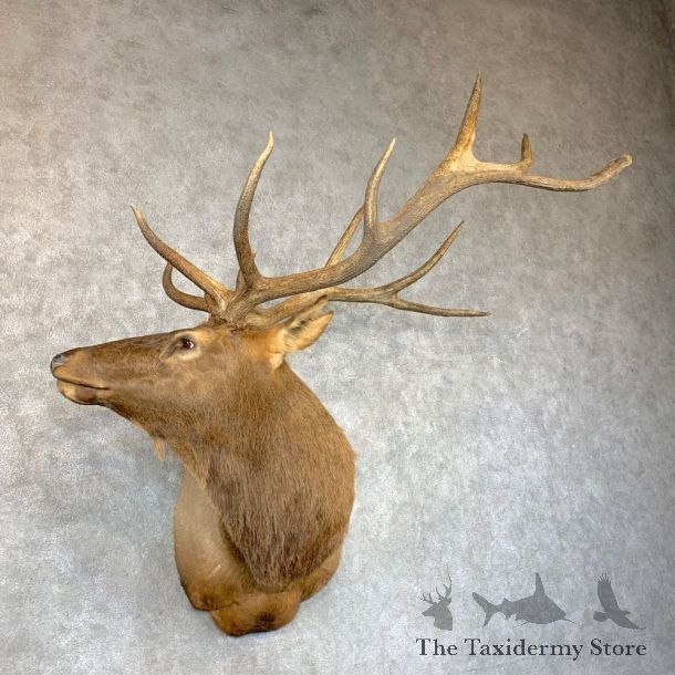 Rocky Mountain Elk Shoulder Mount For Sale #23636 @ The Taxidermy Store