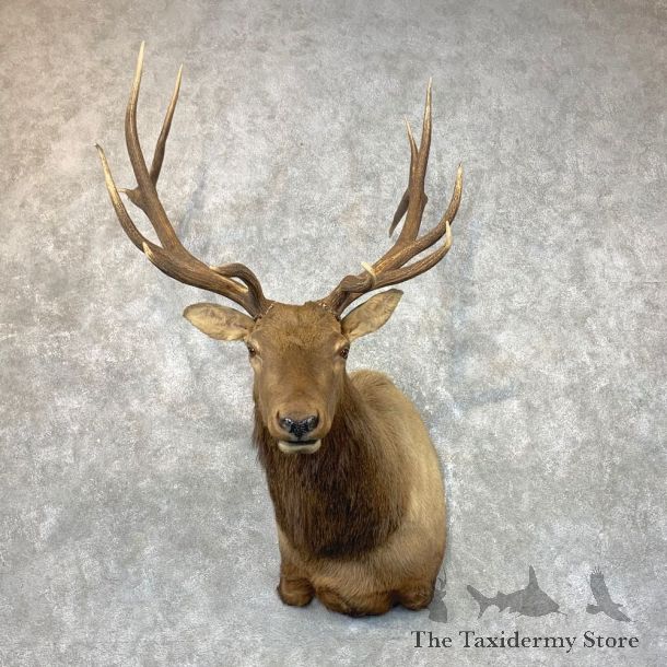 Rocky Mountain Elk Shoulder Mount For Sale #23690 @ The Taxidermy Store