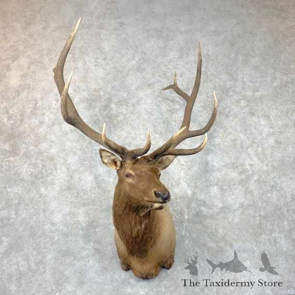 Rocky Mountain Elk Shoulder Mount For Sale #23691 @ The Taxidermy Store