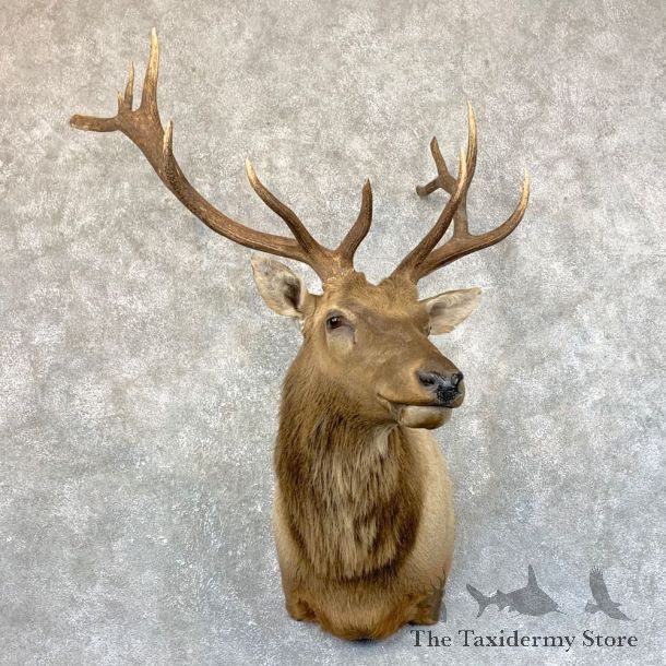 Rocky Mountain Elk Shoulder Mount For Sale #23756 @ The Taxidermy Store