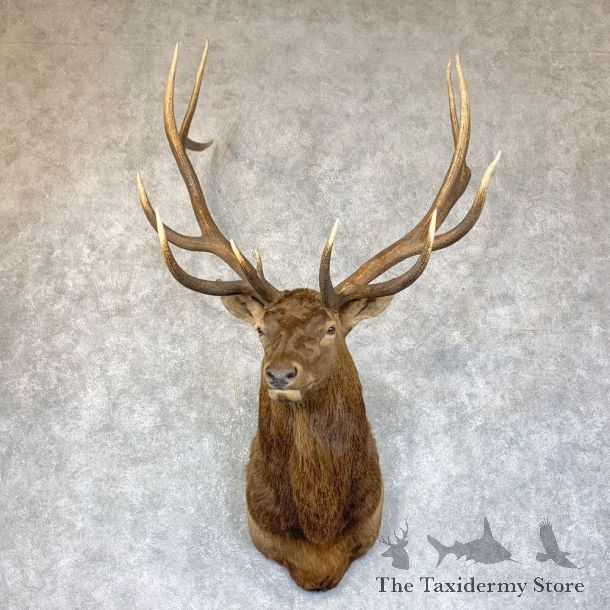 Rocky Mountain Elk Shoulder Mount For Sale #23757 @ The Taxidermy Store
