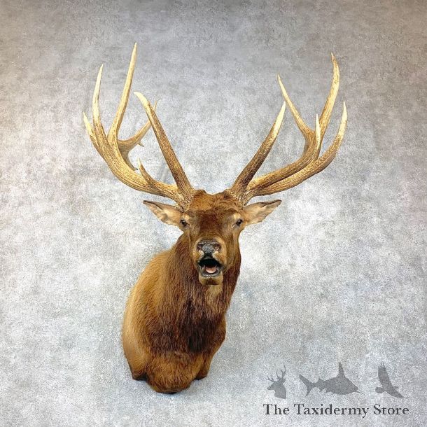 Rocky Mountain Elk Shoulder Mount For Sale #23795 @ The Taxidermy Store