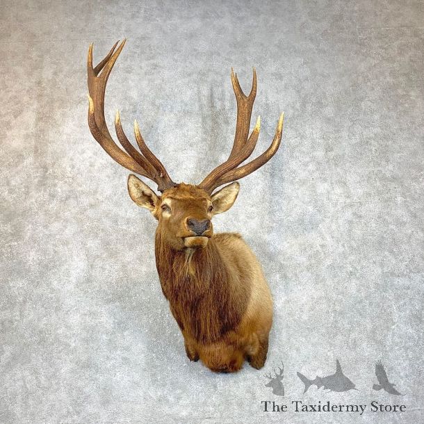 Rocky Mountain Elk Shoulder Mount For Sale #23796 @ The Taxidermy Store