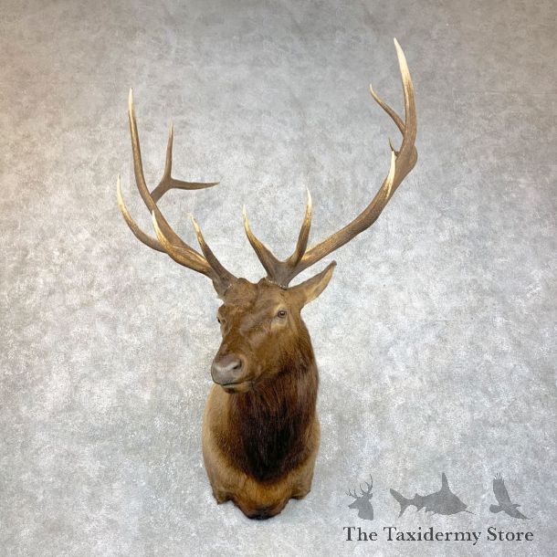 Rocky Mountain Elk Shoulder Mount For Sale #23870 @ The Taxidermy Store