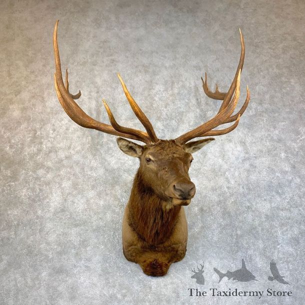 Rocky Mountain Elk Shoulder Mount For Sale #23877 @ The Taxidermy Store