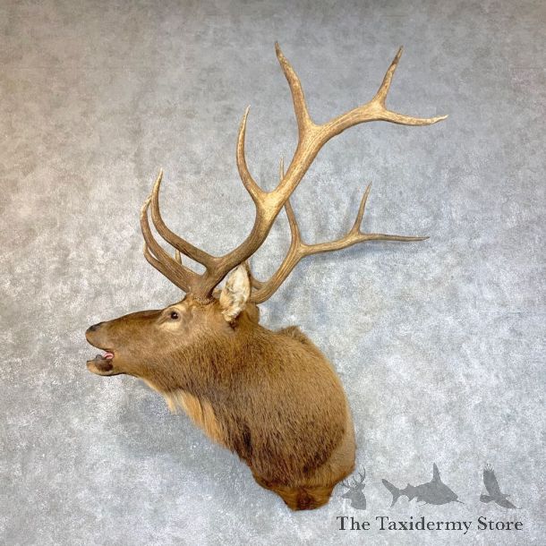 Rocky Mountain Elk Shoulder Mount For Sale #23955 @ The Taxidermy Store