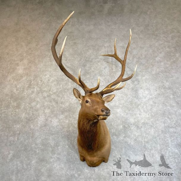 Rocky Mountain Elk Shoulder Mount For Sale #24223 @ The Taxidermy Store