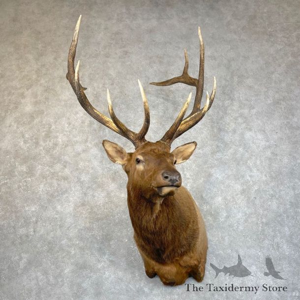 Rocky Mountain Elk Shoulder Mount For Sale #24224 @ The Taxidermy Store