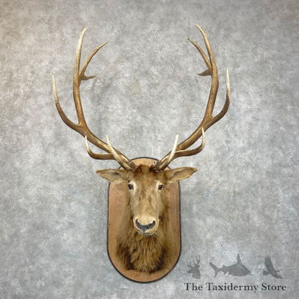Rocky Mountain Elk Shoulder Mount For Sale #24284 @ The Taxidermy Store