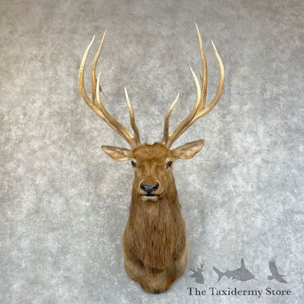 Rocky Mountain Elk Shoulder Mount For Sale #24584 @ The Taxidermy Store
