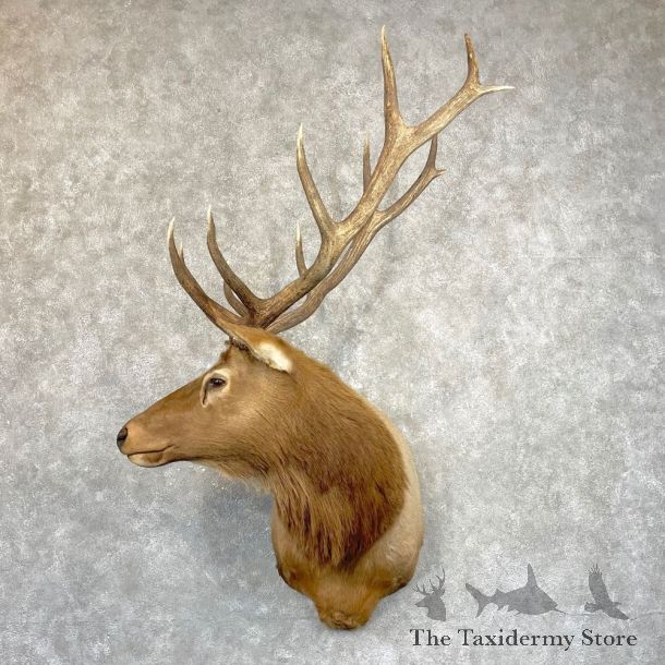 Rocky Mountain Elk Shoulder Mount For Sale #24936 @ The Taxidermy Store