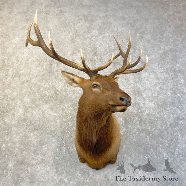 Rocky Mountain Elk Shoulder Mount For Sale #25146 @ The Taxidermy Store