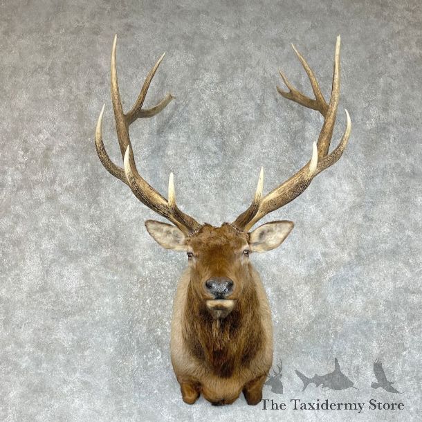 Rocky Mountain Elk Shoulder Mount For Sale #25298 @ The Taxidermy Store