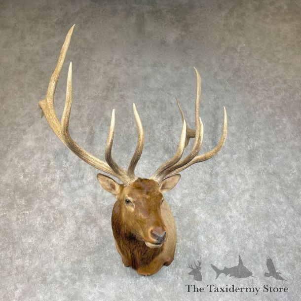 Rocky Mountain Elk Shoulder Mount For Sale #25339@ The Taxidermy Store