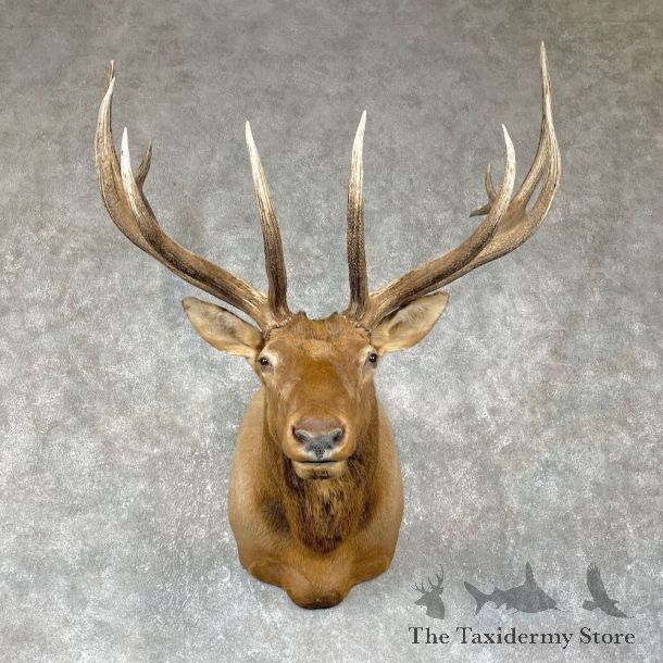 Rocky Mountain Elk Shoulder Mount For Sale #25408 @ The Taxidermy Store