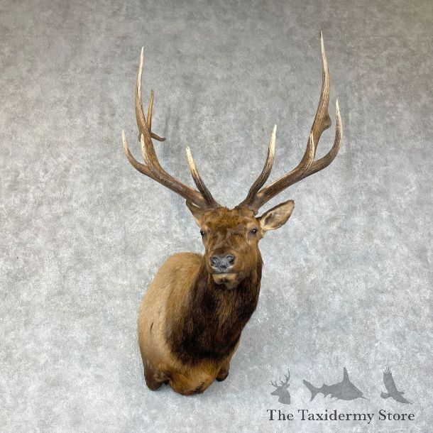 Rocky Mountain Elk Shoulder Mount For Sale #25493 @ The Taxidermy Store