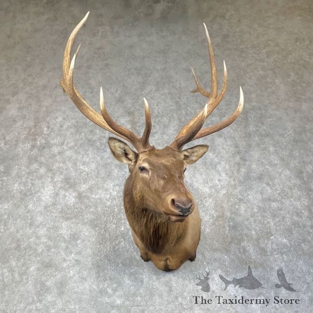 Rocky Mountain Elk Shoulder Mount For Sale #25649 @ The Taxidermy Store