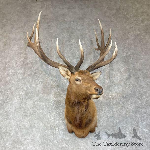 Rocky Mountain Elk Shoulder Mount For Sale #25650 @ The Taxidermy Store