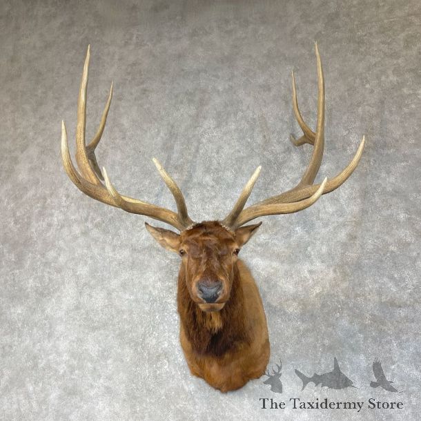 Rocky Mountain Elk Shoulder Mount For Sale #25651 @ The Taxidermy Store